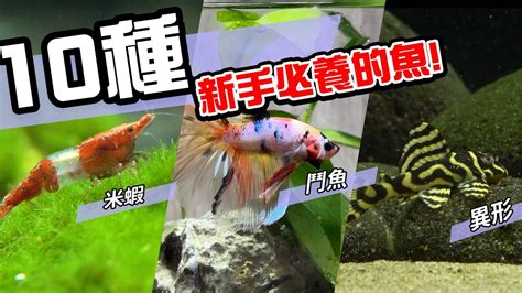 養什麼魚最好養|養魚新手避坑指南